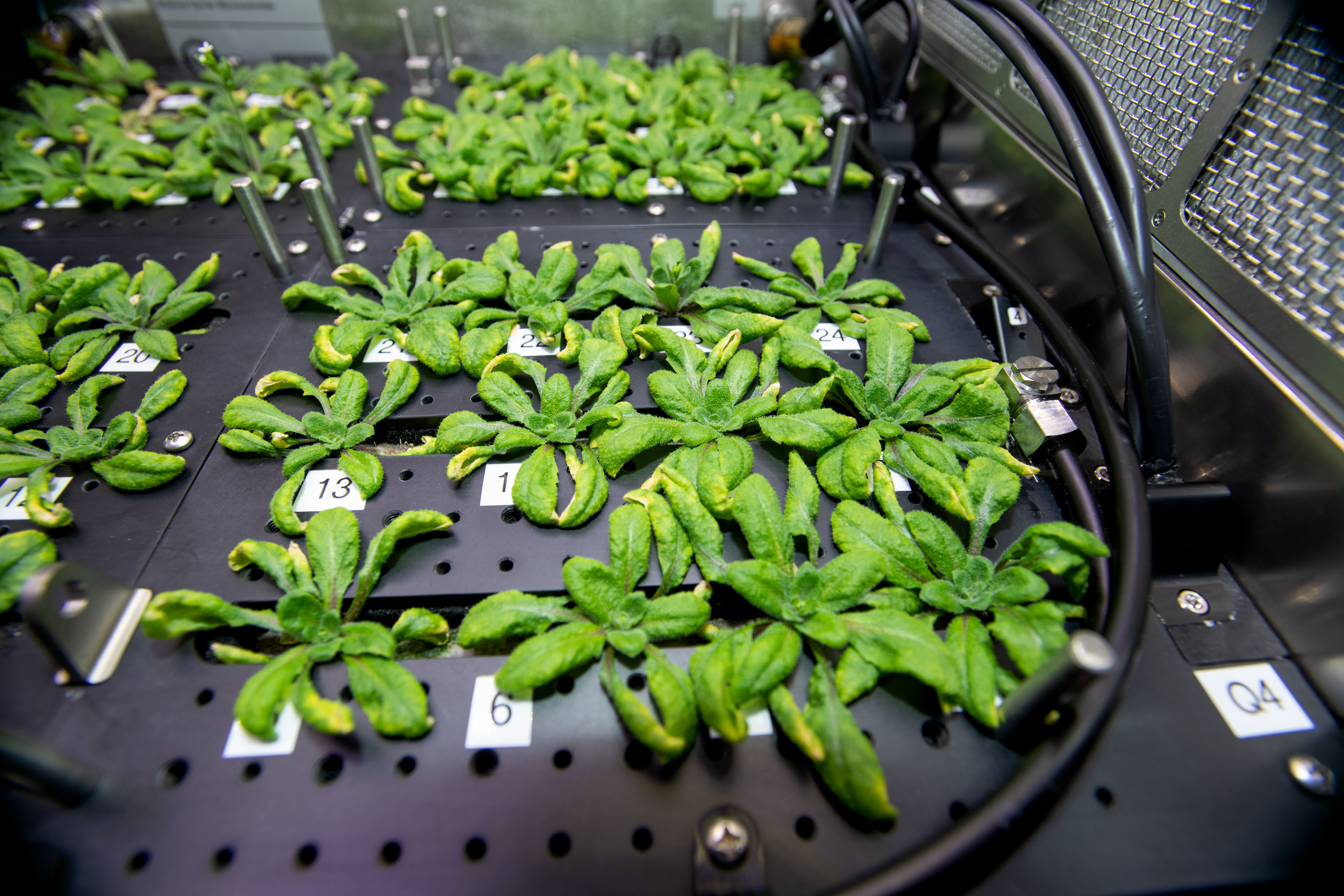 imagen de plantas creciendo en un hábitat vegetal en la estación espacial